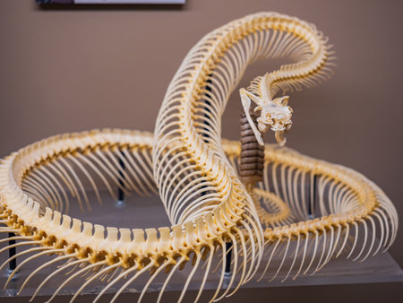 Close up shot of a snake bone in the Museum of Osteology at Oklahomaのeditorial素材