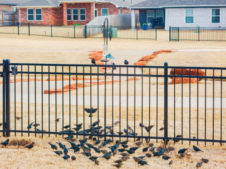 Close up shot of many Brown-headed cowbird eating on ground at Oklahomaの写真素材