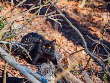 Close up shot of cute black cat at Arkansasの写真素材