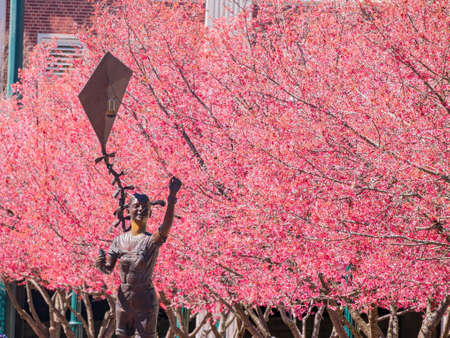 Close up shot of a girl playing skate statue with many eastern redbud blossom at Arkansasのeditorial素材