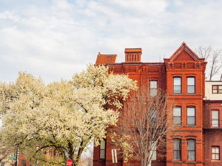 Daytime view of Callery pear blossom and cityscape at Washington DC