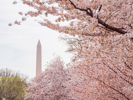 Overcast view of the Washington Monument with cherry blossom at Washington DCの写真素材