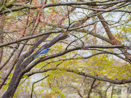 Closese up shot of Blue Jay on a branch at Washington DCの写真素材