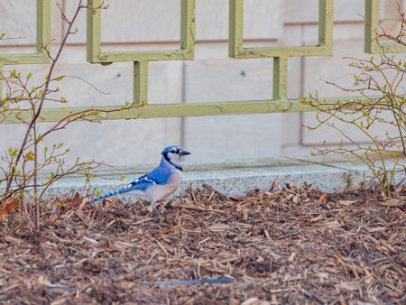 Closese up shot of Blue Jay on ground at Washington DC