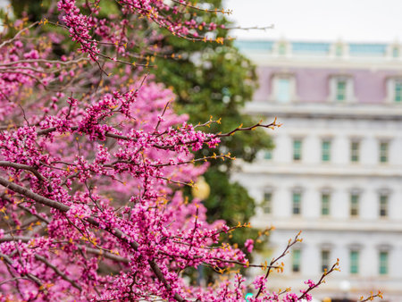 Close up shot of eastern redbud blossom at Washington DCの写真素材