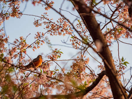 Close up shot of American Robin on cherry tree at Washington DCの写真素材