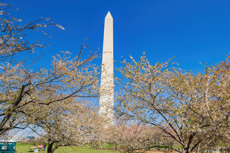 Washington DC, APR 2 2022 - Sunny view of the Washington Monument with cherry blossomのeditorial素材
