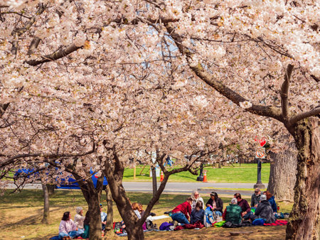 Washington DC, MAR 30 2022 - People resting under cherry tree blossom in Tidal Basin areaのeditorial素材