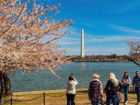 Washington DC, APR 2 2022 - Sunny view of the Washington Monument with cherry blossomのeditorial素材