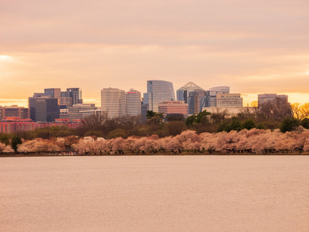Washington DC, MAR 30 2022 - Beautiful sunset skyline of downtown with cherry blossomのeditorial素材