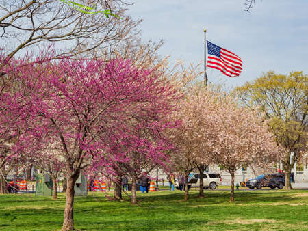 Washington DC, MAR 30 2022 - Close up shot of cherry tree blossom with America flag swingingのeditorial素材