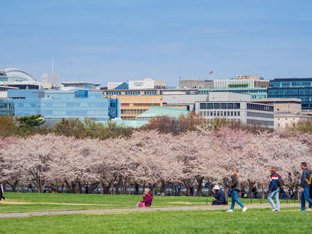 Washington DC, MAR 30 2022 - Sunny view of cherry tree blossom and cityscapeのeditorial素材