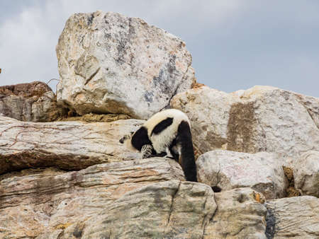 Close up shot of Black and White Ruffed Lemur in Smithsonian National Zoological Park at Washington DCのeditorial素材