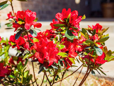 Close up shot of Azalea blossom at Oklahomaの写真素材