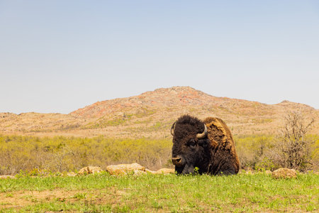 Close up shot of wild Bison in Wichita Mountains Wildlife Refuge at Oklahoma