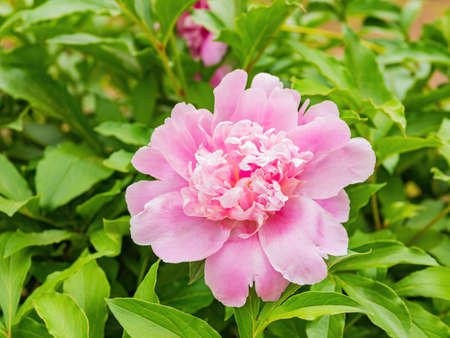 Close up shot of Paeonia suffruticosa blossom at Oklahomaの写真素材