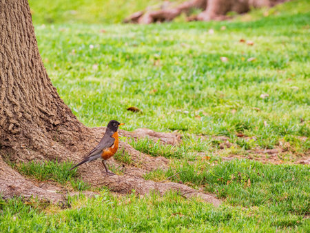 Close up shot of American Robin walking ground at Oklahoma