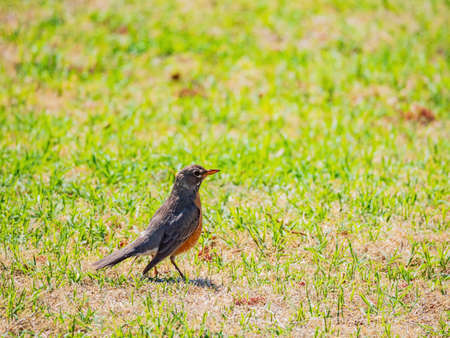 Close up shot of American Robin walking ground at Oklahomaの写真素材