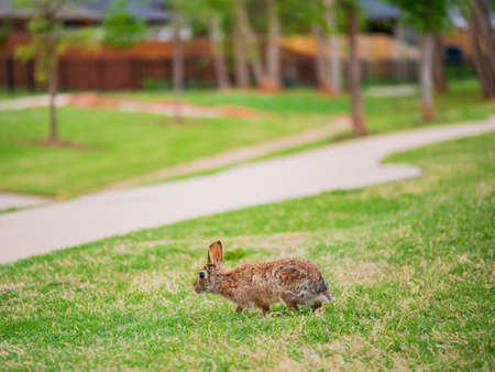 Close up shot of a Cottontail rabbit on meadow at Oklahomaの写真素材