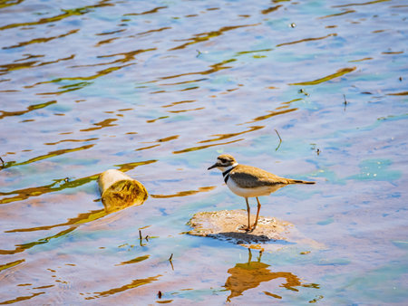 Close up shot of small Solitary sandpiper walking around at Oklahoma
