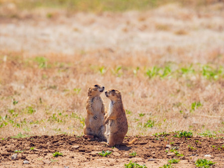 Close up shot of cute Prairie Dog at Oklahoma