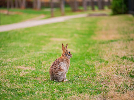 Close up shot of a Cottontail rabbit on meadow at Oklahomaの写真素材
