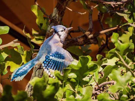 Close up shot of cute Blue Jay modal at Oklahomaの写真素材