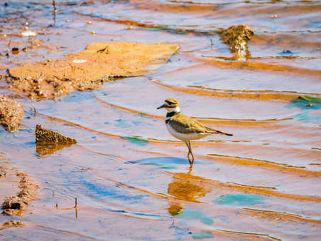 Close up shot of small Solitary sandpiper walking around at Oklahomaの写真素材