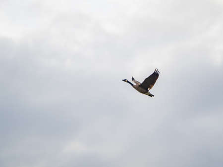 Close up shot of a flying Canada Goose at Oklahomaの写真素材