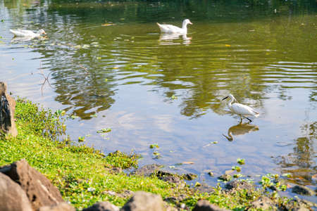 Close up shot of Egret at Taipei, Taiwanの写真素材