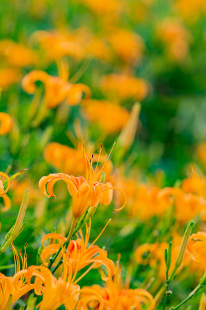 Close up shot of the orange daylily blossom over the Sixty Stone Mountain at Hualien, Taiwan
