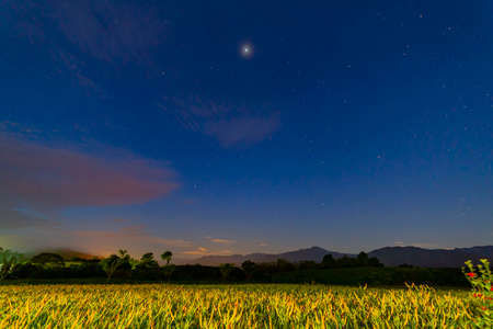 Night view of the orange daylily blossom at Hualien, Taiwanの写真素材