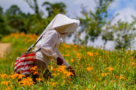 Farmer was busy Harvest the daylily in Sixty Stone Mountain at Hualien, Taiwanの写真素材