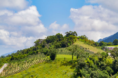 Morning view of the orange daylilies and landscape at Hualien, Taiwanの写真素材