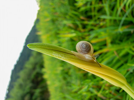 Close up shot of a snail crawling on a daylily at Hualien, Taiwan
