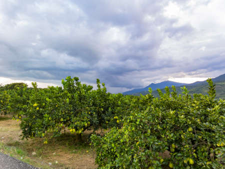 Overcast view of mature pear hanging on tree at Hualien, Taiwanの写真素材