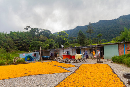 Hualien, Taiwan, AUG 14 2010 - Morning view of the orange daylilies drying on ground