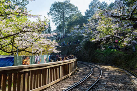 Chiayi, MAR 17, 2012 - Cherry blossom in Alishan National Forest Recreation Areaのeditorial素材
