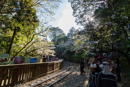 Chiayi, MAR 17, 2012 - Cherry blossom in Alishan National Forest Recreation Areaのeditorial素材