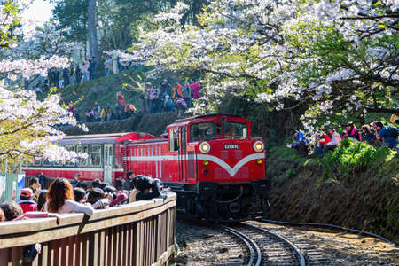 Chiayi, MAR 18, 2012 - Cherry blossom and antique red train in Alishan National Forest Recreation Areaのeditorial素材