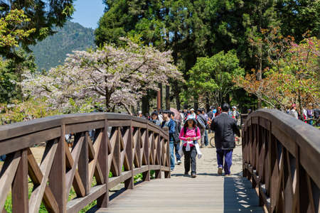 Chiayi, MAR 17, 2012 - Cherry blossom in Alishan National Forest Recreation Areaのeditorial素材