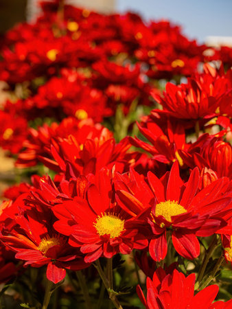 Close up shot of Dahlia pinnata blossom at Macau, Chinaの写真素材