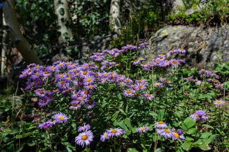 Close up shot of Aster alpinus flower blossom at Rocky Mountain National Park, Coloradoの写真素材
