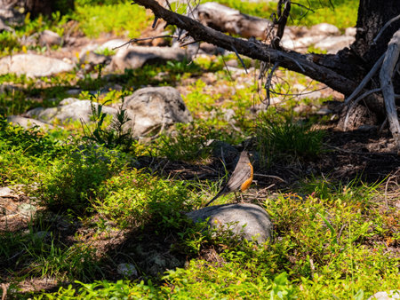 Cute Clark's nutcracker standing on a rock at Rocky Mountain National Park, Coloradoの写真素材