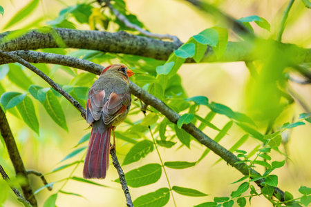 Close up shot of Northern cardinal on a tree at Oklahomaの写真素材