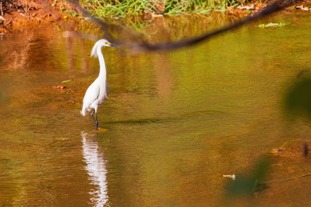 Close up shot of Egret at Oklahomaの写真素材