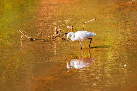 Close up shot of Egret at Oklahomaの写真素材