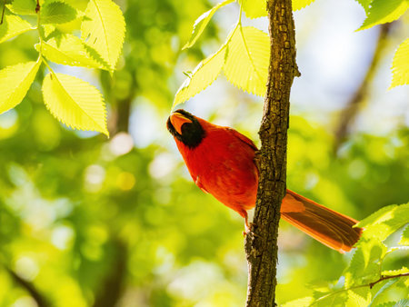 Close up shot of Northern cardinal on a tree at Oklahoma