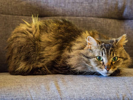 Close up shot of a cute cat at Oklahomaの写真素材