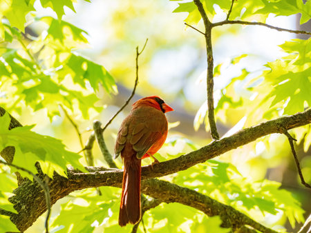 Close up shot of Northern cardinal on a tree at Oklahoma